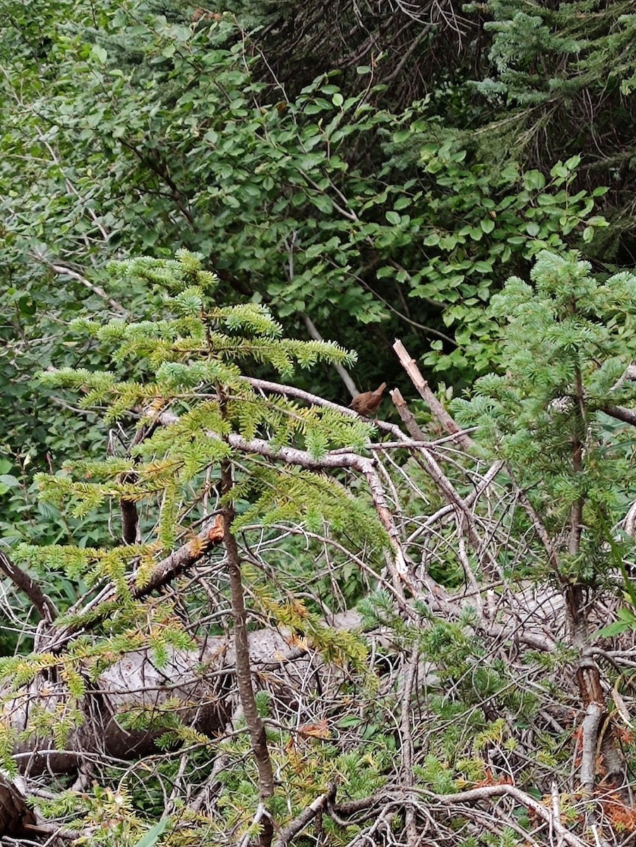 Pacific Wren - ML637664906