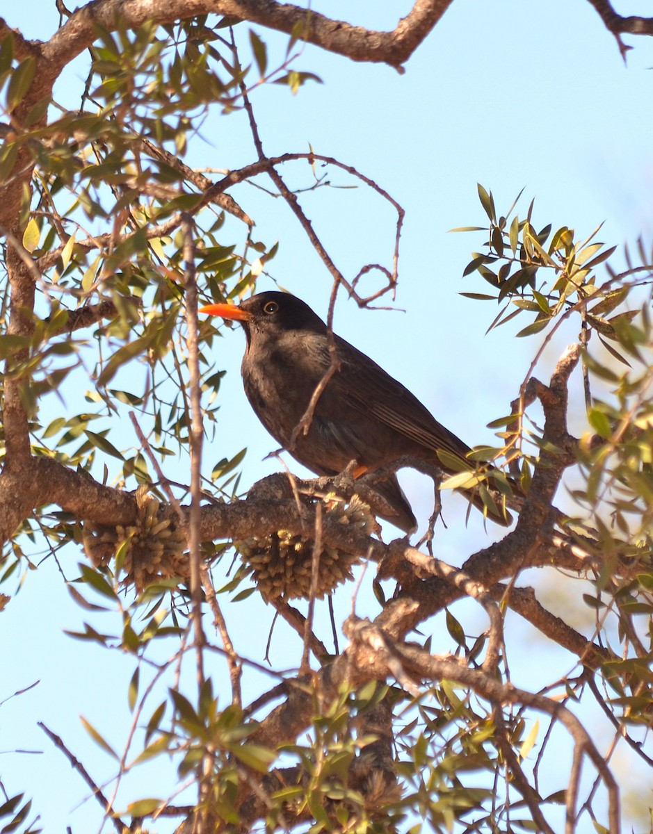 Chiguanco Thrush - ML637664927