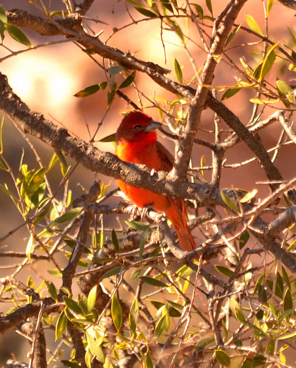 Hepatic Tanager - ML637664958