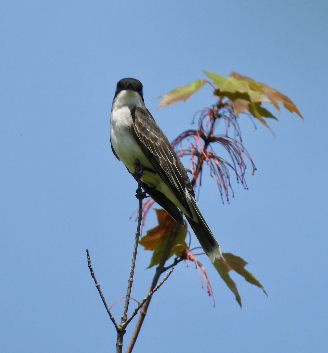 Eastern Kingbird - ML637664969