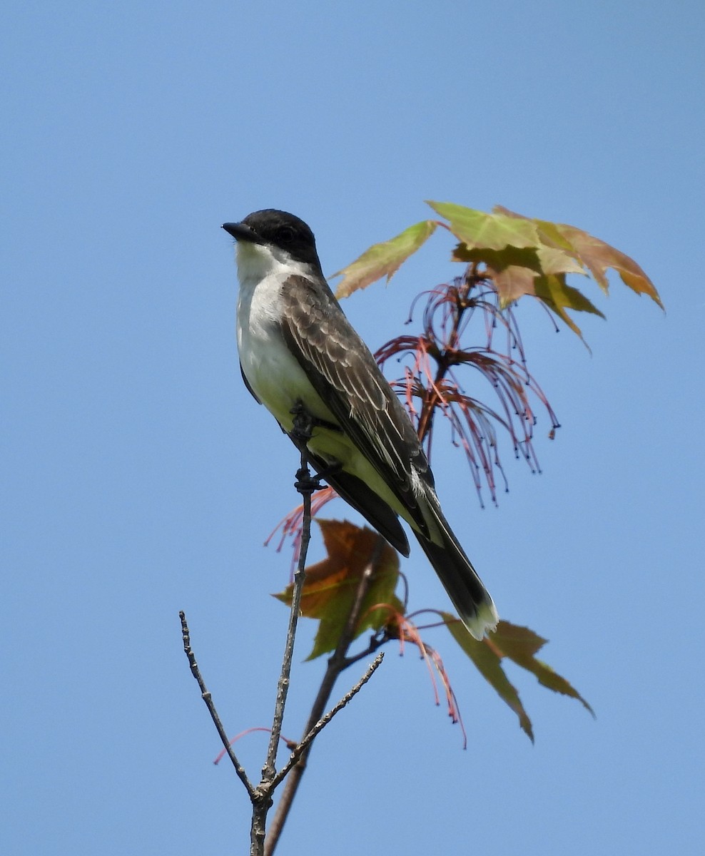 Eastern Kingbird - ML637664970