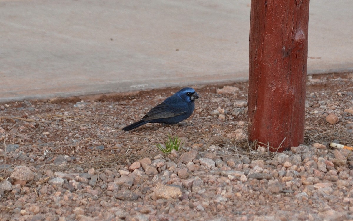 Ultramarine Grosbeak - ML637665012