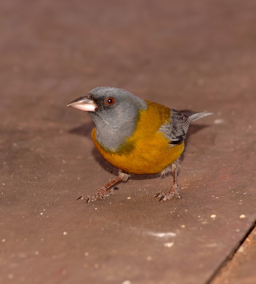 Gray-hooded Sierra Finch - ML637665033