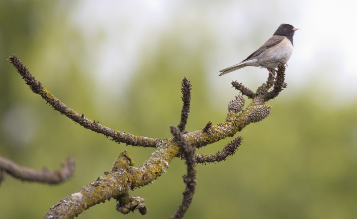 Dark-eyed Junco (Oregon) - ML637665045