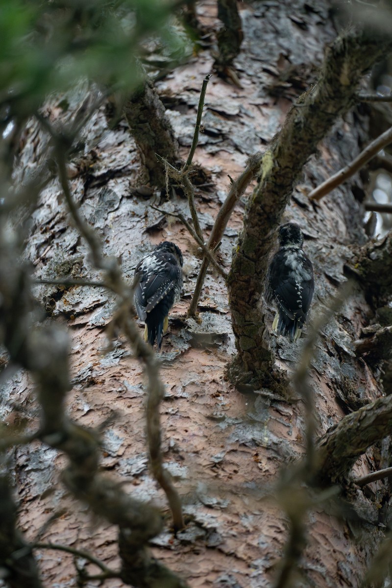 American Three-toed Woodpecker - ML637665055