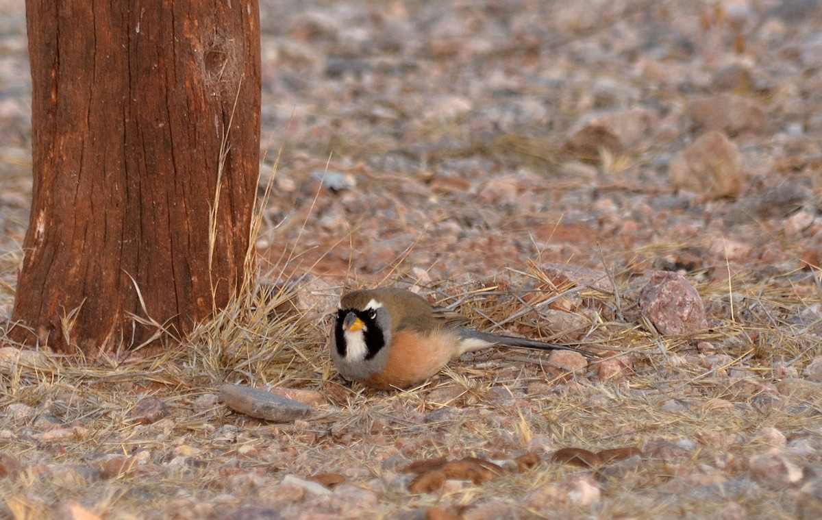 Many-colored Chaco Finch - ML637665068