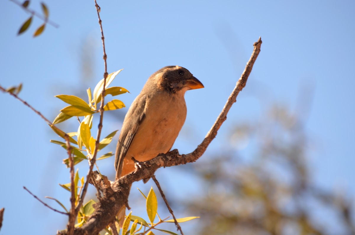 Golden-billed Saltator - ML637665079