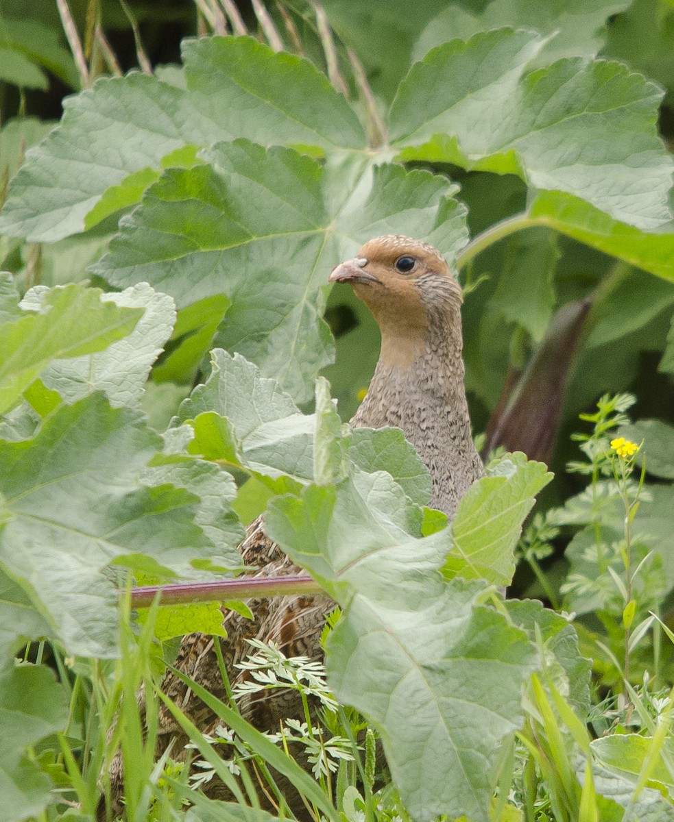 Gray Partridge - ML63766511