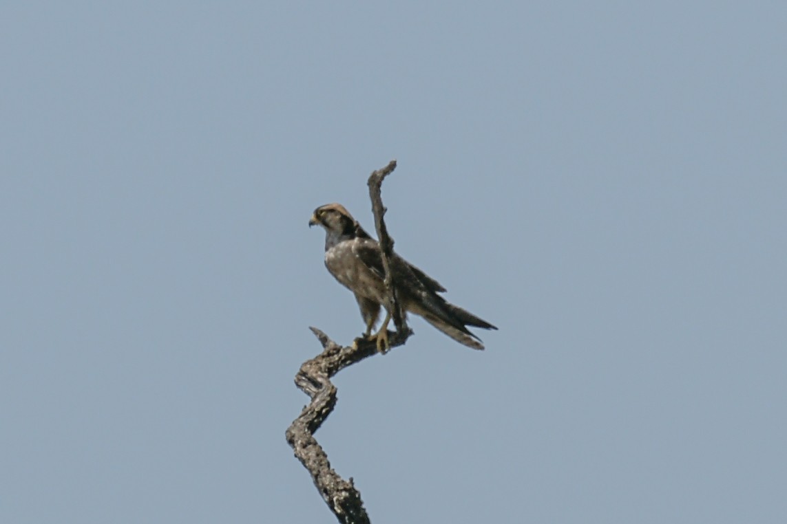 Lanner Falcon - ML637665152