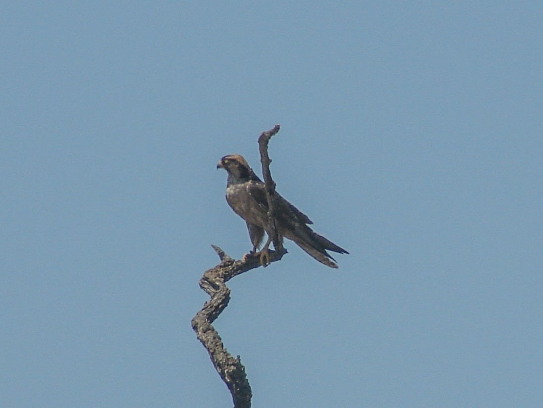 Lanner Falcon - ML637665155