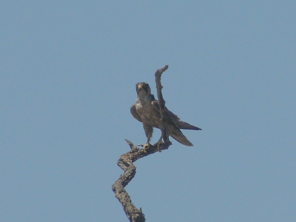 Lanner Falcon - ML637665156