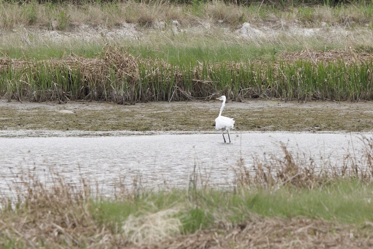 Цасч дэглий - ML637665195