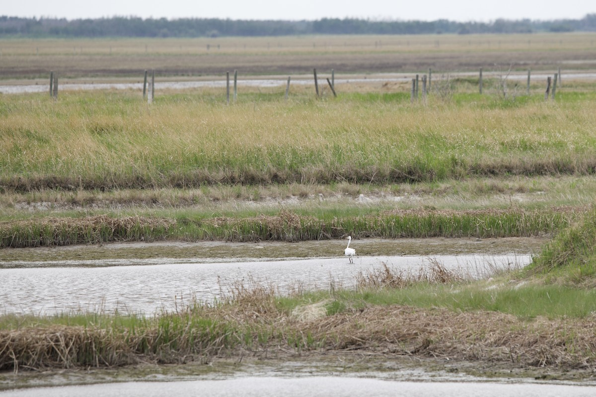 Цасч дэглий - ML637665200