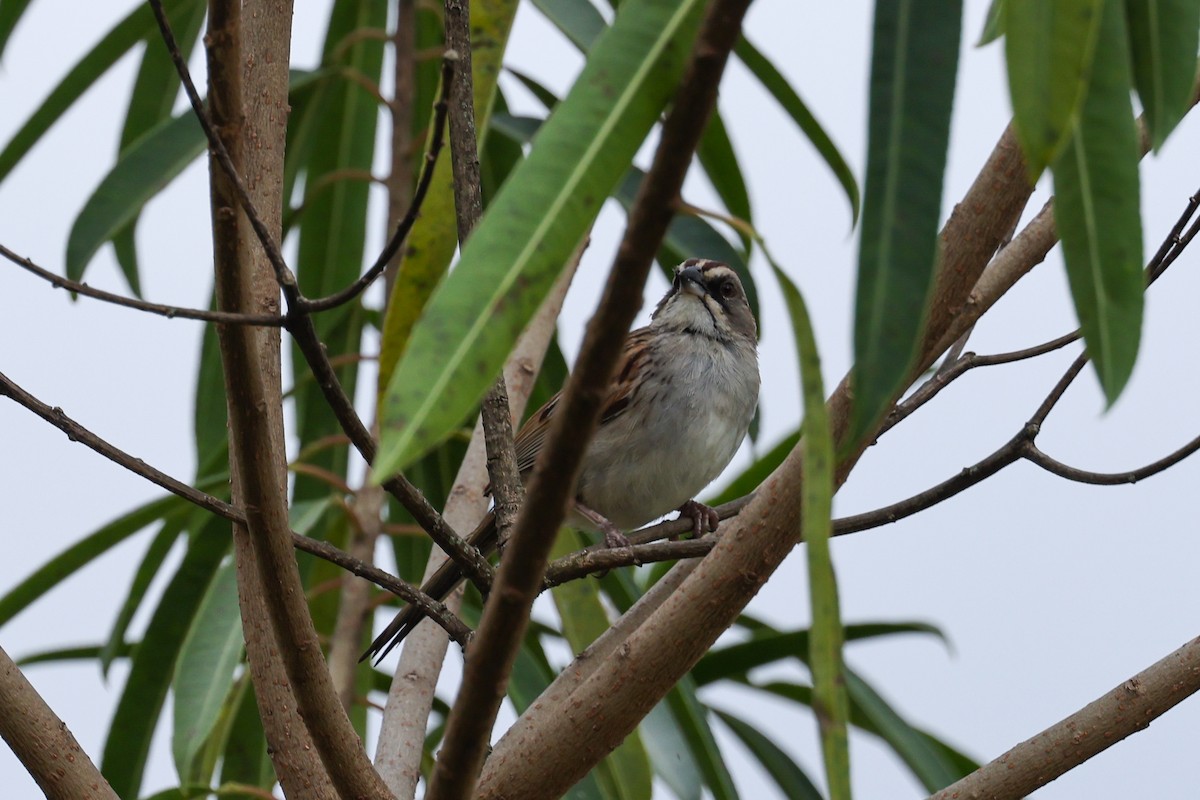 Yungas Sparrow - ML637665244