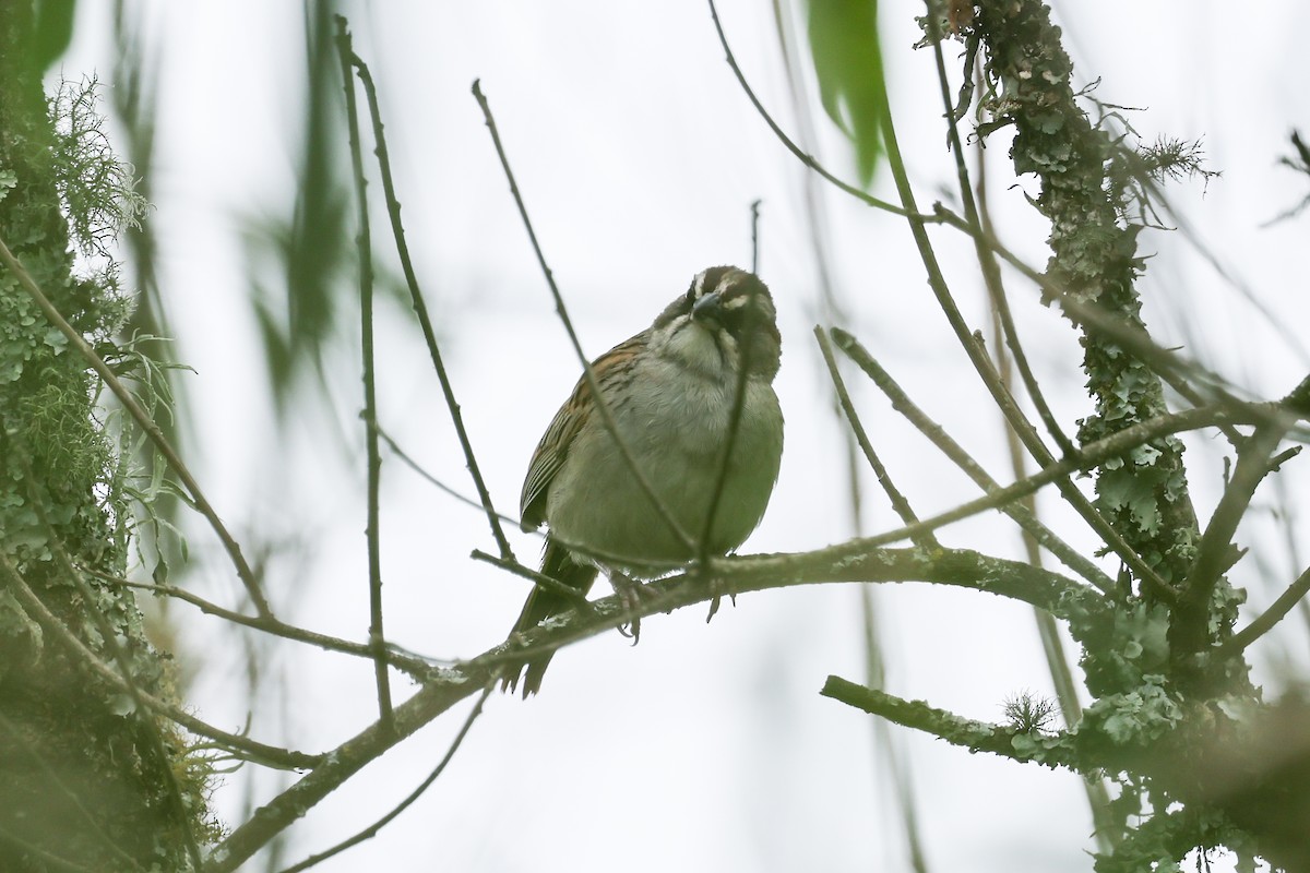 Yungas Sparrow - ML637665246