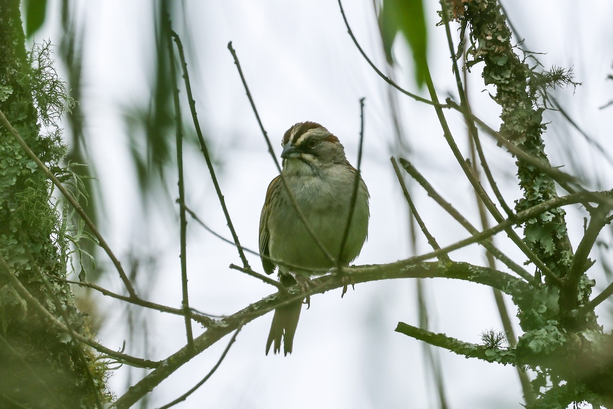 Yungas Sparrow - ML637665247