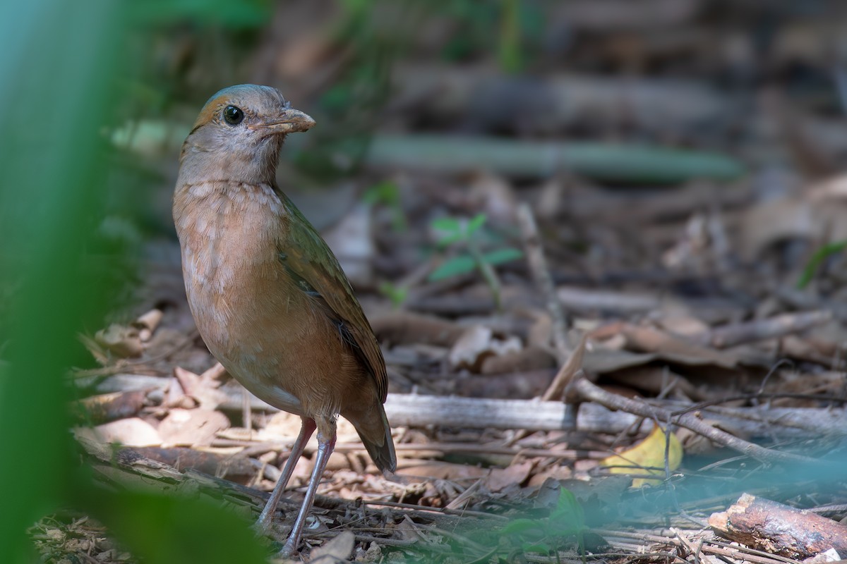 Blue-rumped Pitta - ML637665297
