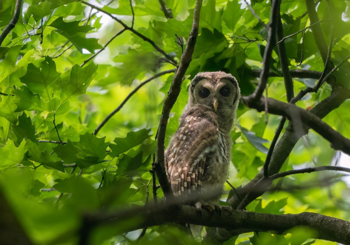 puštík proužkovaný - ML637665330