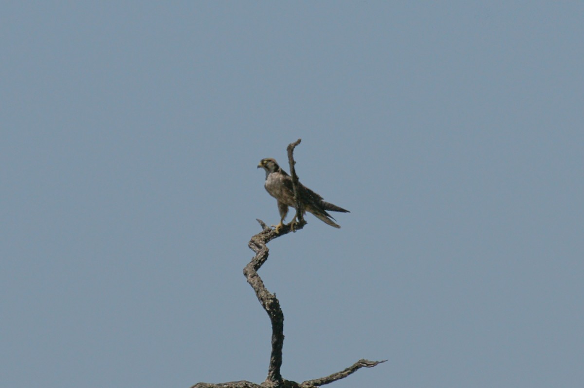 Lanner Falcon - ML637665386