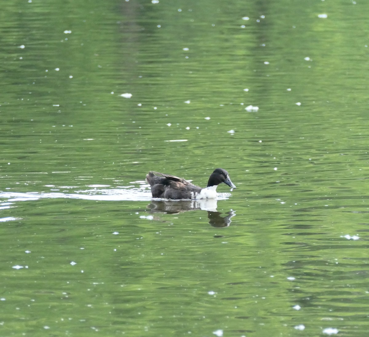 Mallard (Domestic type) - ML637665415