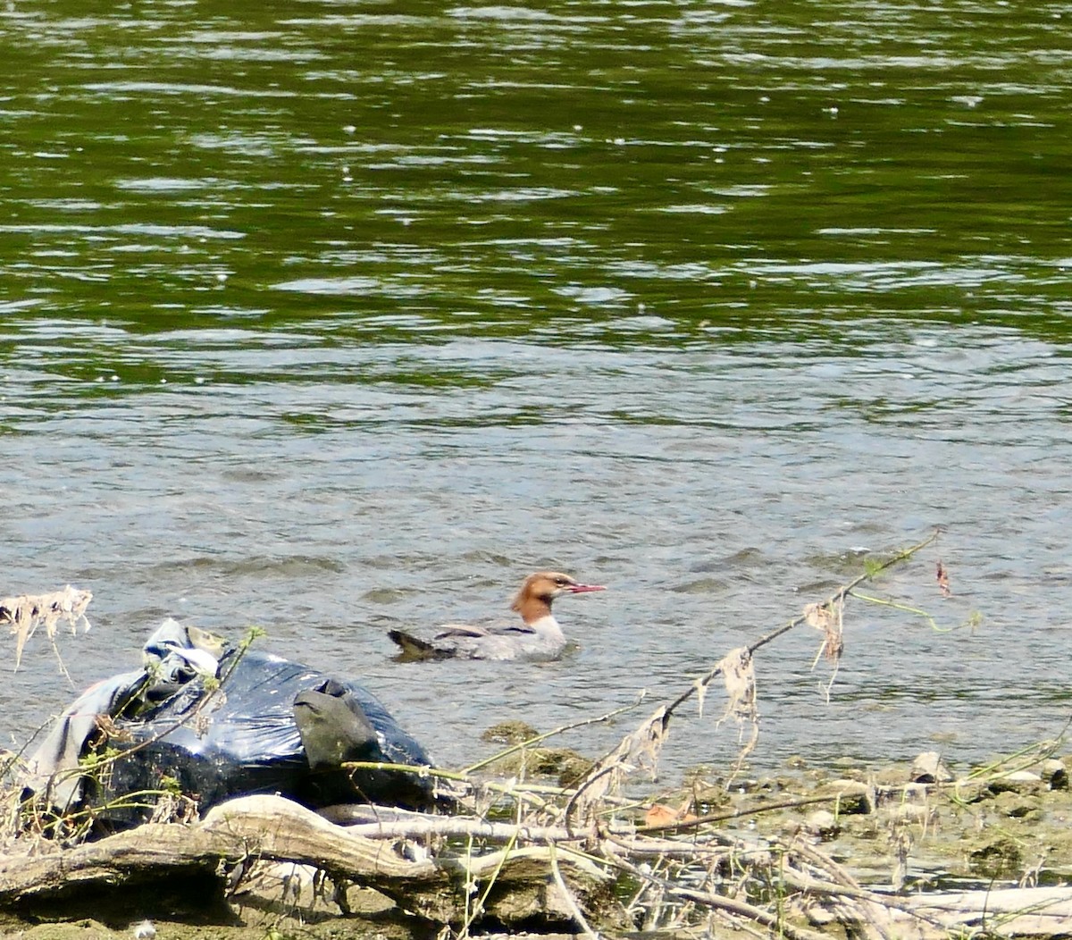 Common Merganser - ML637665430