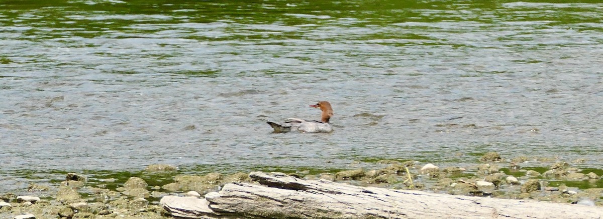 Common Merganser - ML637665431