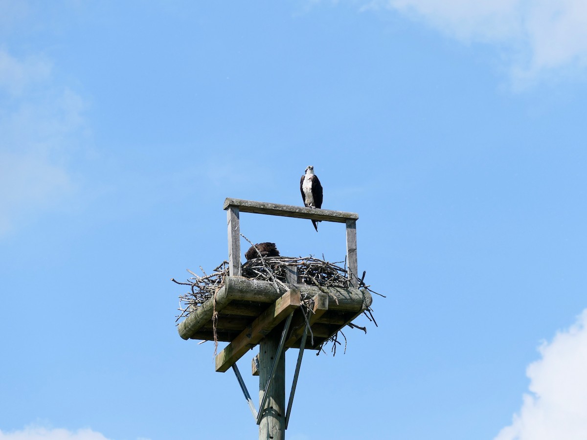 Osprey - ML637665451