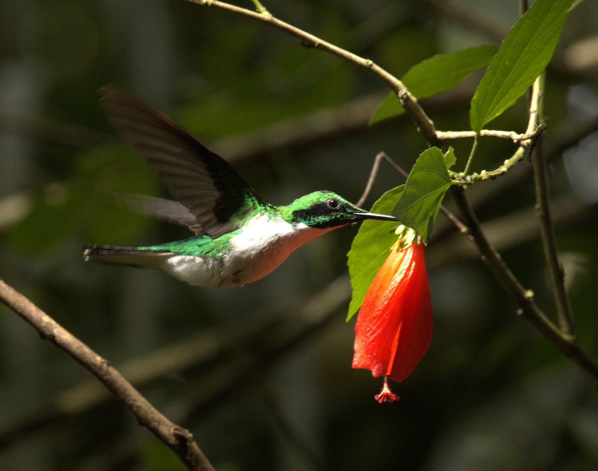 Black-eared Fairy - ML637665544