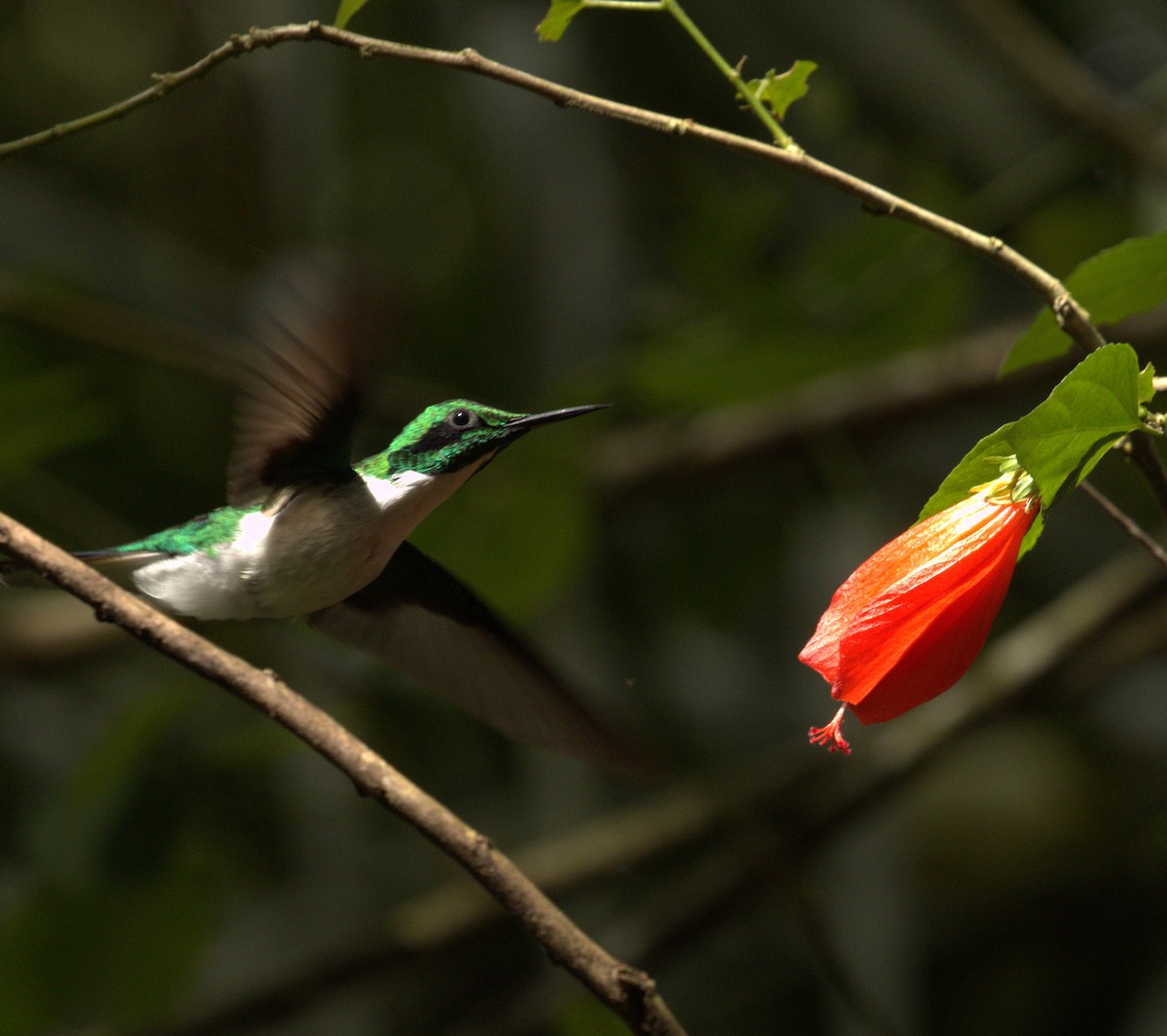 Black-eared Fairy - ML637665545
