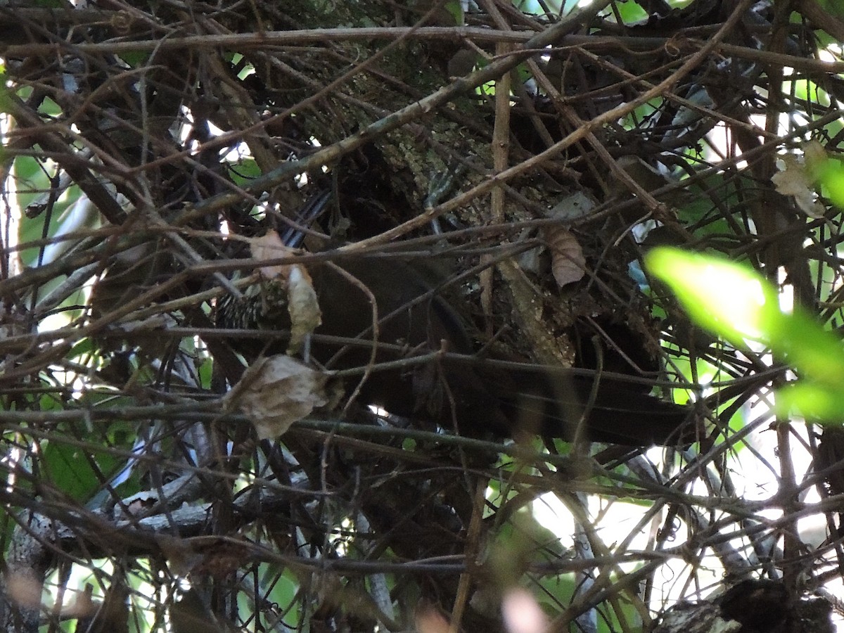 White-throated Woodcreeper - ML637665588