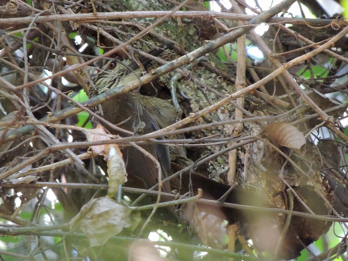 White-throated Woodcreeper - ML637665589