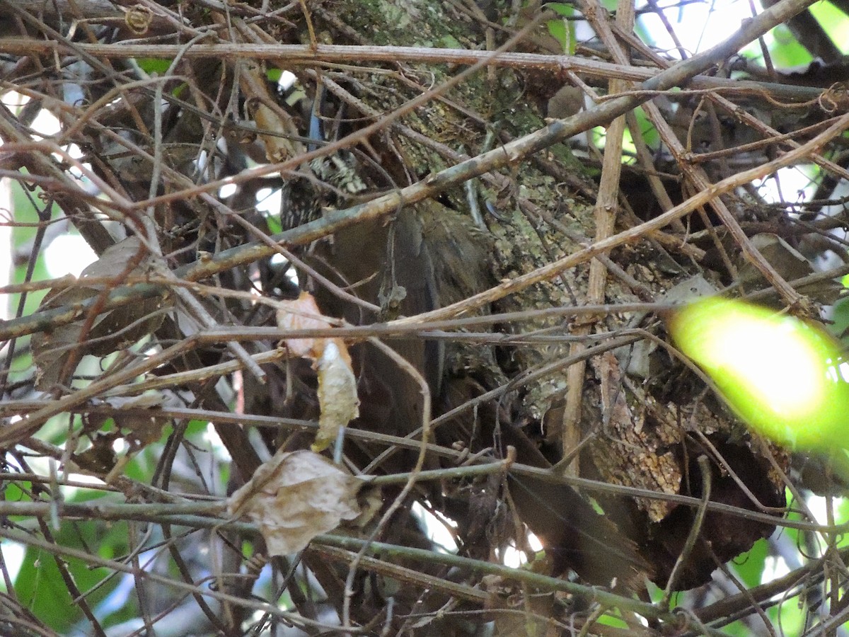 White-throated Woodcreeper - ML637665590