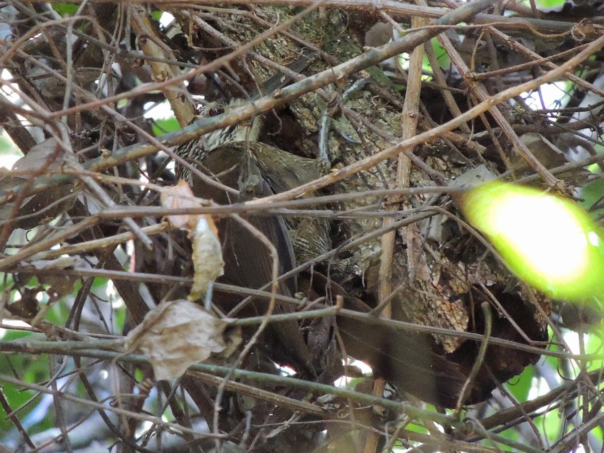White-throated Woodcreeper - ML637665594