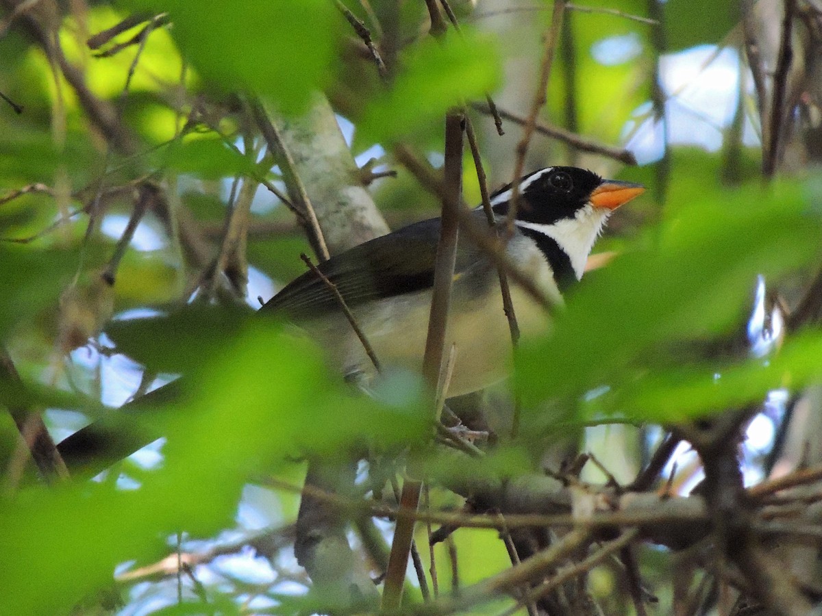 Saffron-billed Sparrow - ML637665625