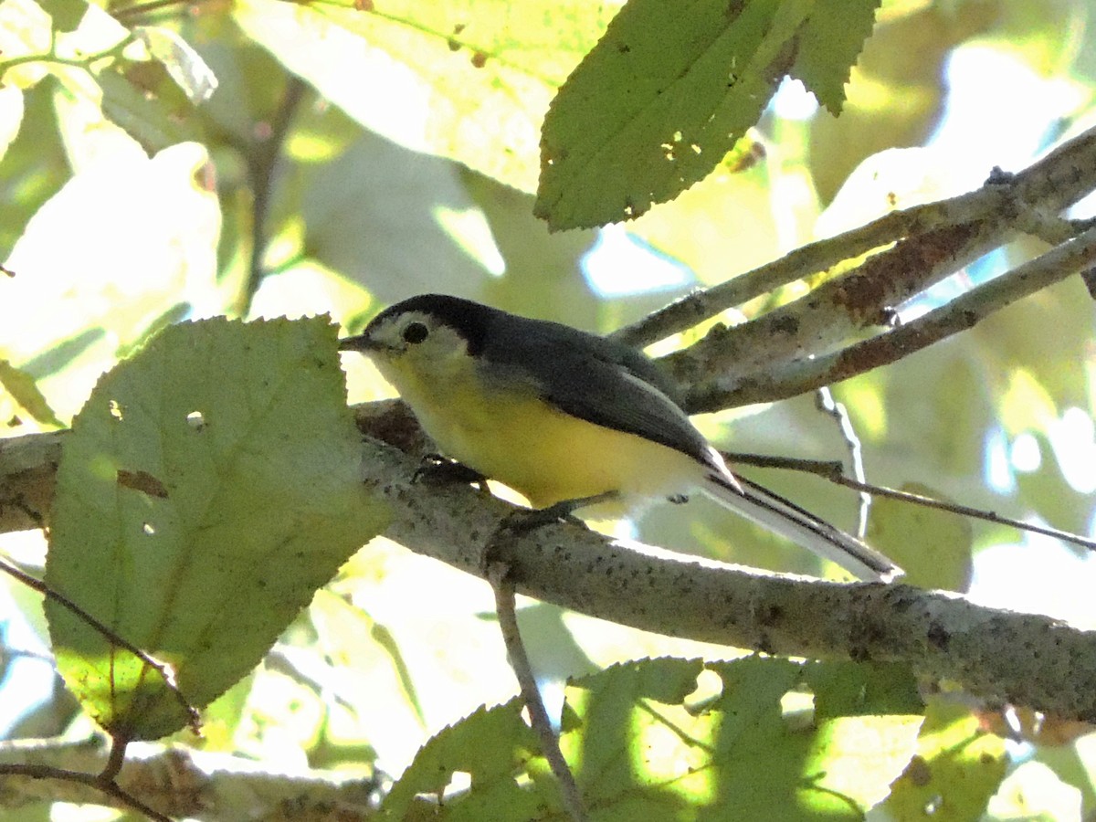 Creamy-bellied Gnatcatcher - ML637665632