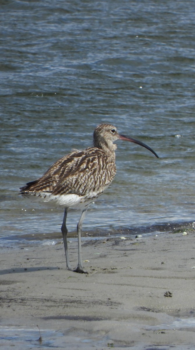 Eurasian Curlew - ML637665669