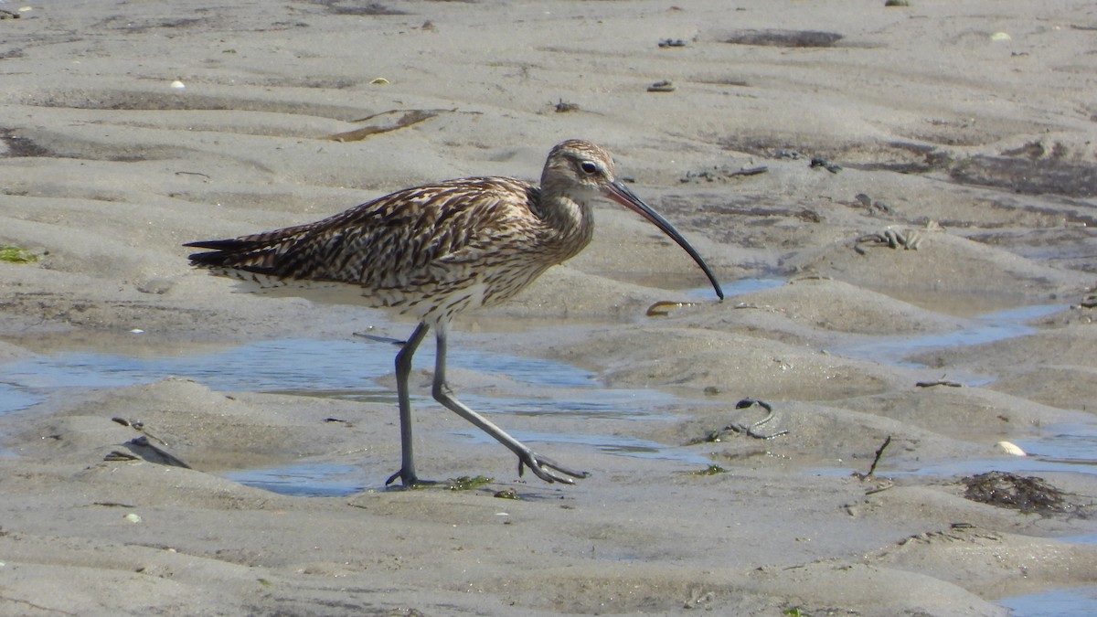 Eurasian Curlew - ML637665670