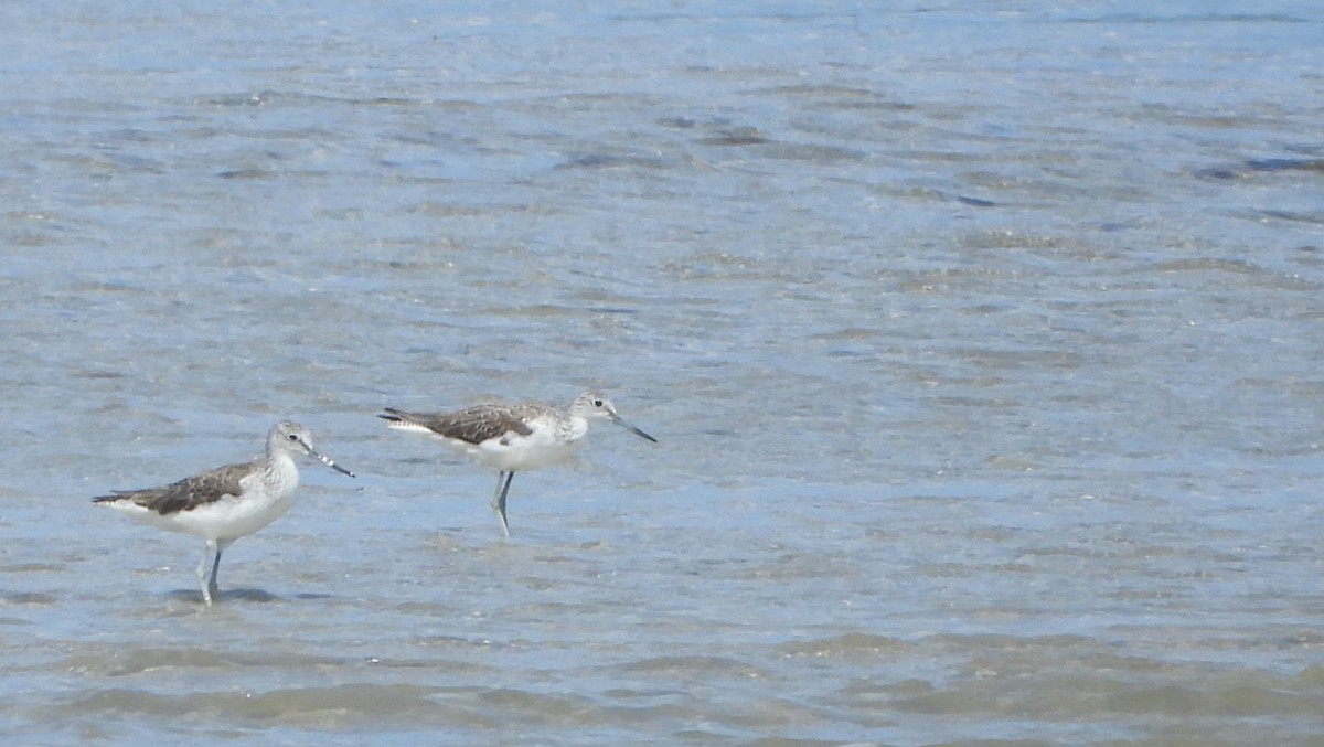 Common Greenshank - ML637665680