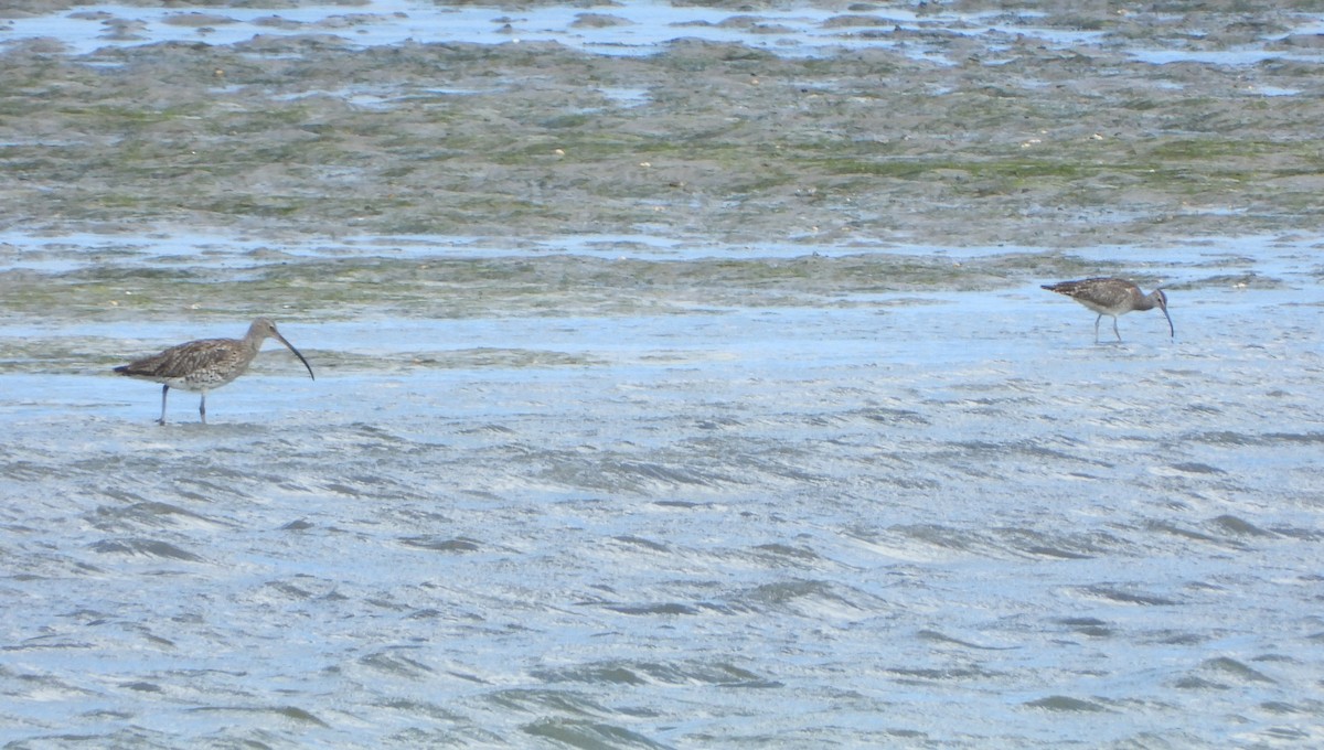 Whimbrel (White-rumped) - ML637665700