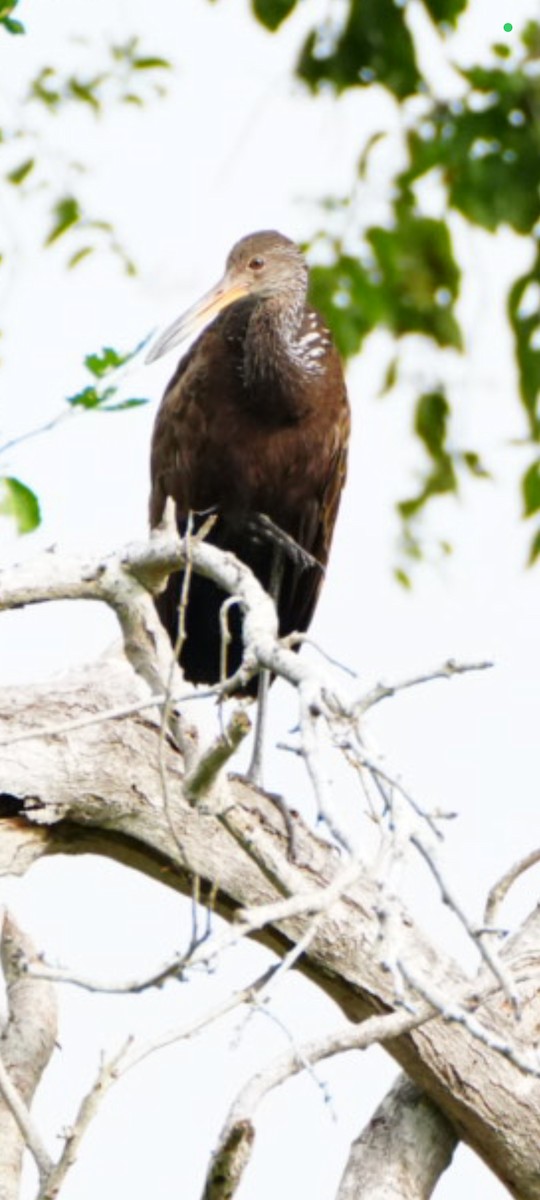 Limpkin - ML637665878