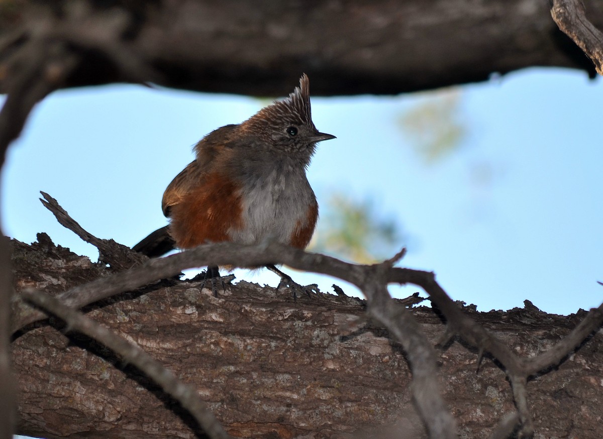 Crested Gallito - ML637665879