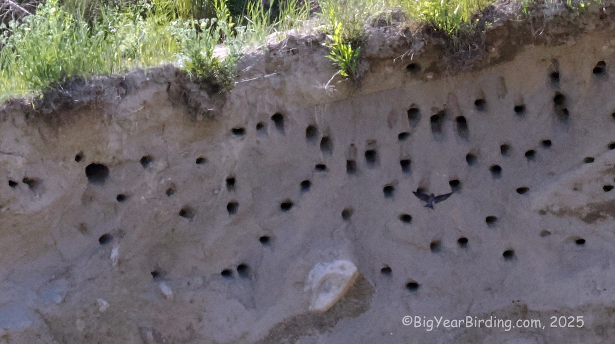 Bank Swallow - ML637665887