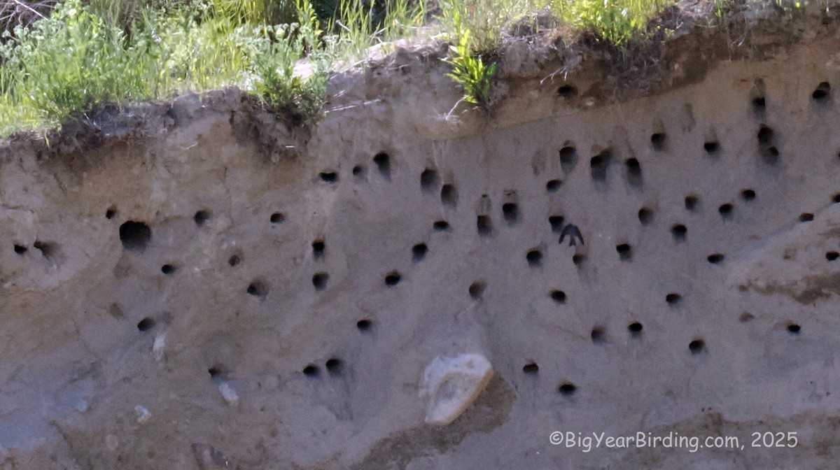 Bank Swallow - ML637665890