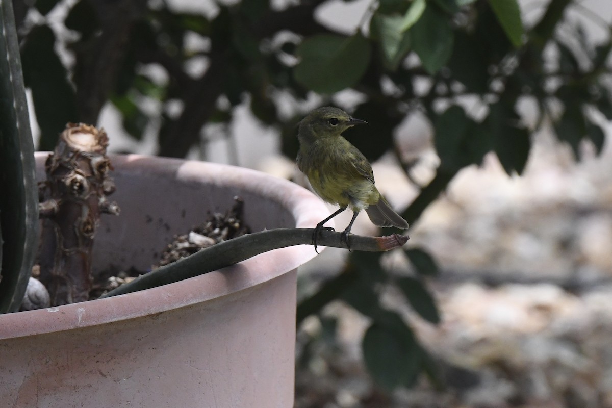 Orange-crowned Warbler - ML637665965
