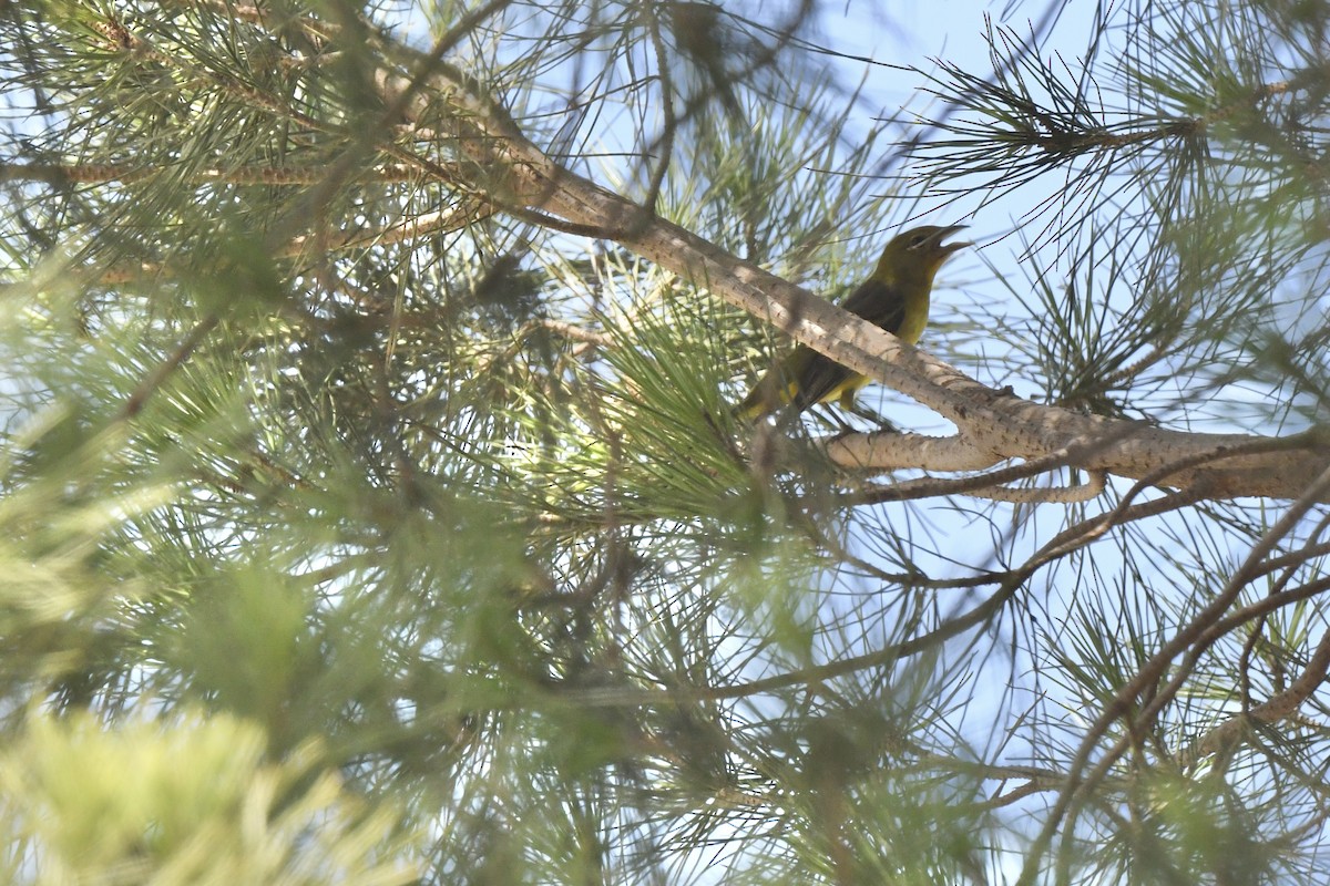 Western Tanager - ML637665986