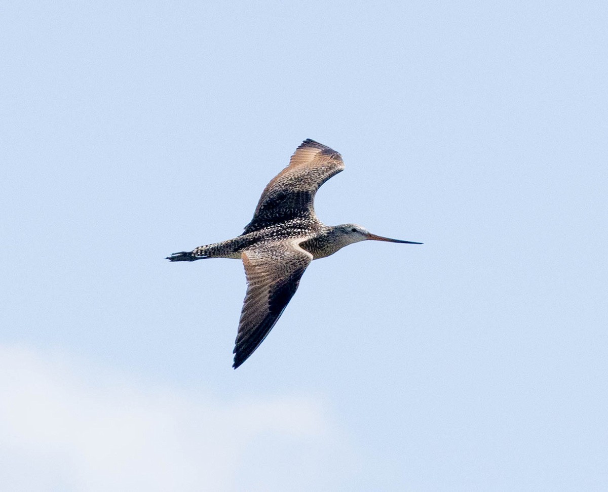 Marbled Godwit - ML637665987