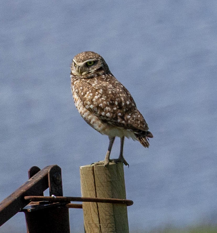 Burrowing Owl - ML637665993