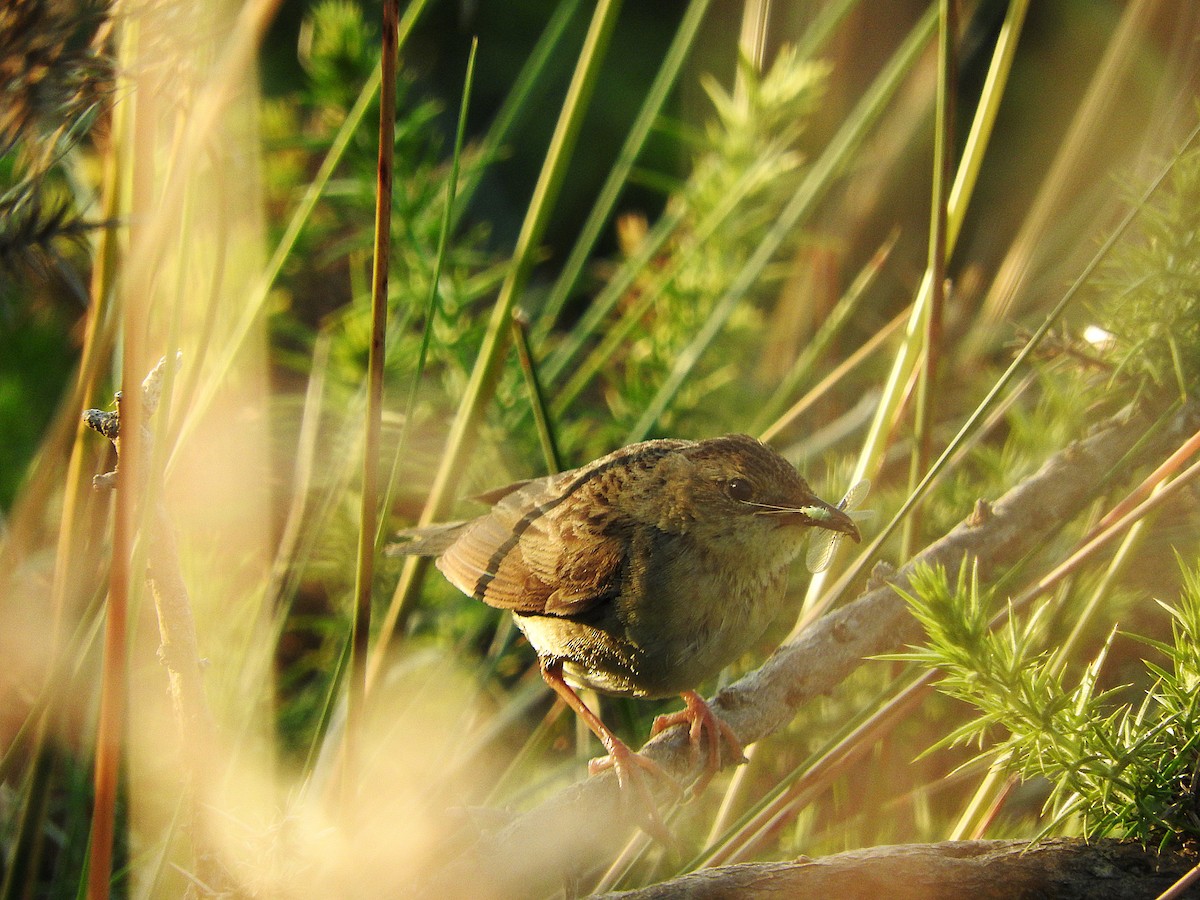Common Grasshopper Warbler - ML637666007