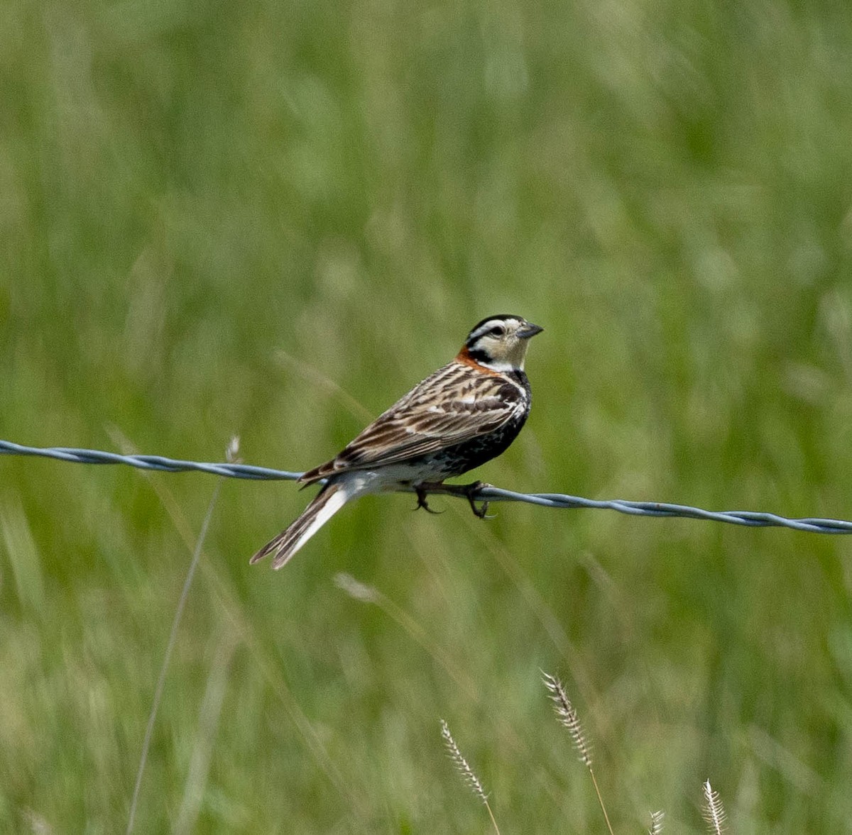 Chestnut-collared Longspur - ML637666010