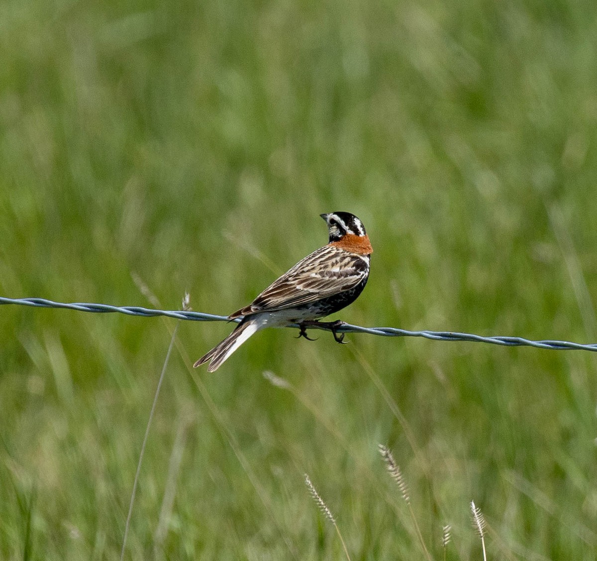 Chestnut-collared Longspur - ML637666017